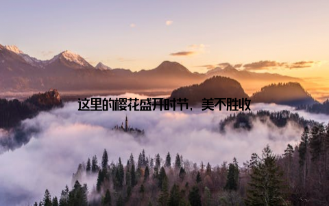 这里的樱花盛开时节, 美不胜收